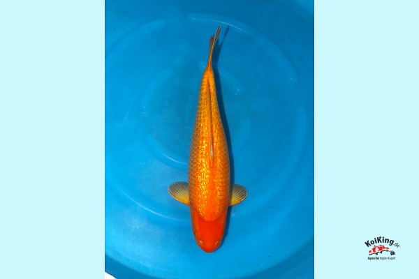 3Y Female GR Red Karashigoi JKS AC 19-15