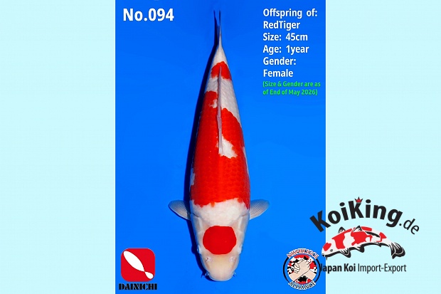 1Y Kohaku