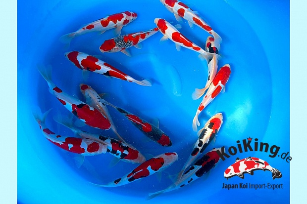 1Y Tateshita WYSIWYG Beni Kumonryu, Goshiki, D Kohaku 24-28 cm x 15 Pcs