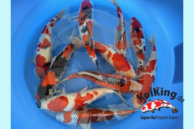 2Sai Better quality: Kohaku, Kujaku, few Shusui, Sanke, Showa 