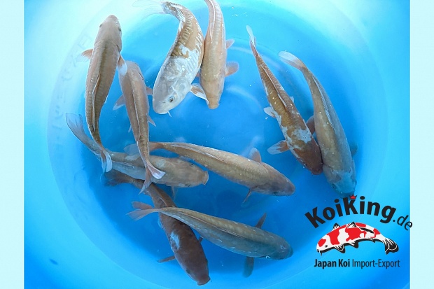 2sai Breeder's Pick Doitsu Kawari x 8pcs : 35-40 cm