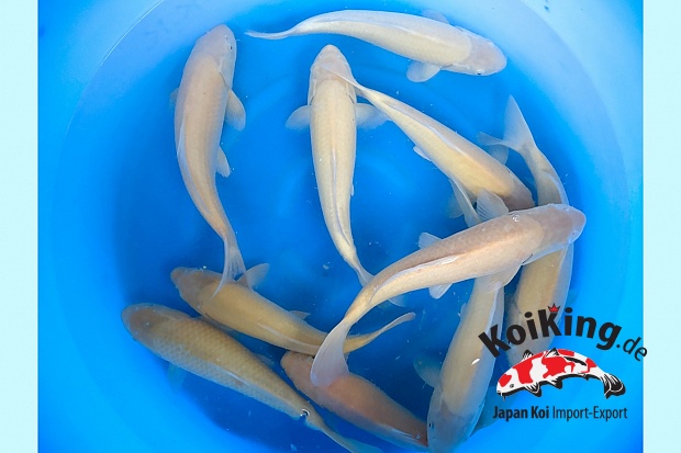2sai Breeder's Pick Karashi x 10pcs : 30-35 cm