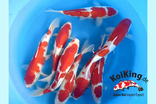 2sai Breeder's Pick Kohaku x 8pcs : 35-40 cm