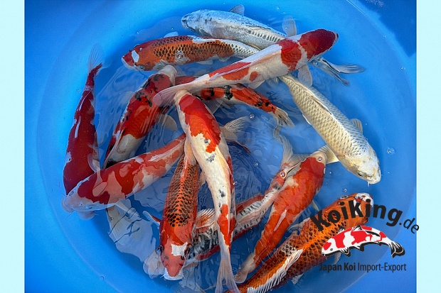 2Sai Kohaku, Kujaku, few Shusui, Kawari, Sanke, Showa 