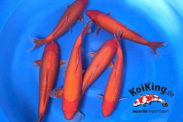 2Y Female Pearl Benigoi (Breeder's Choice) 2 Boxes Available 