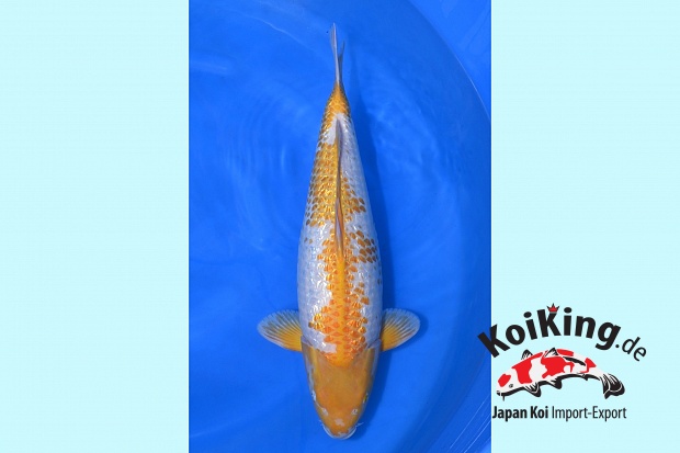 2Y Kashira (Best Nisai from Breeding year) Golden Corn Female