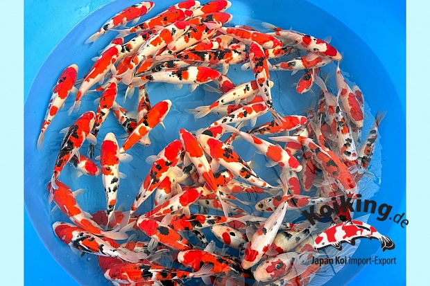  2Y Sanke 95% / Kohaku 5% Selected 4 boxes left