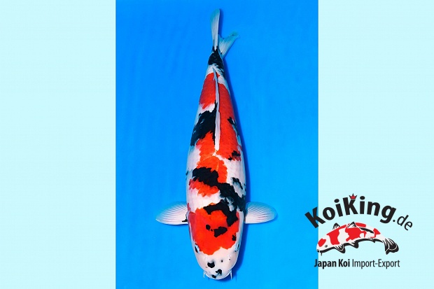 3Y Showa (Niigata Breeders auction March 2026) Azukari - Dainichi Bred