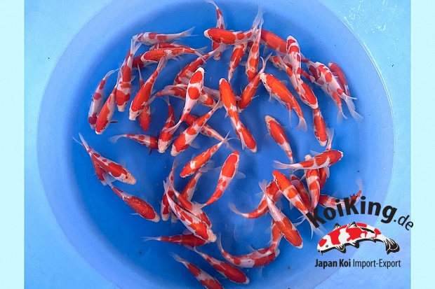 Tosai Kohaku :  12-15 cm (Sample)