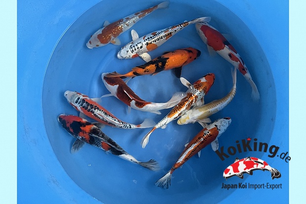 Nisai Standard Mix x 10pcs (Breeder's Choice) 
