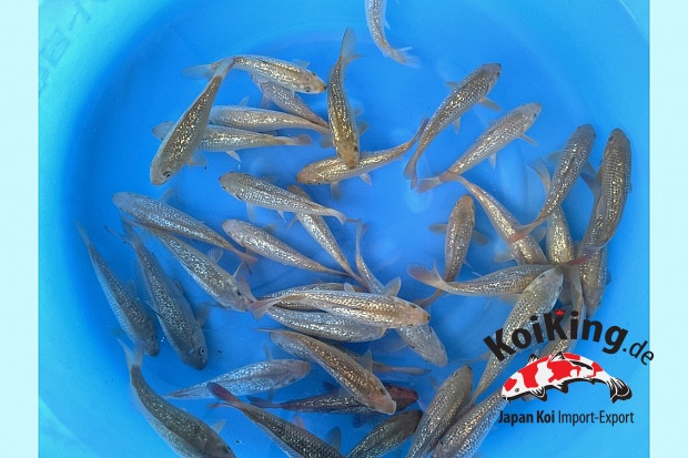 Small 2sai : GR Chagoi 25-30 cm