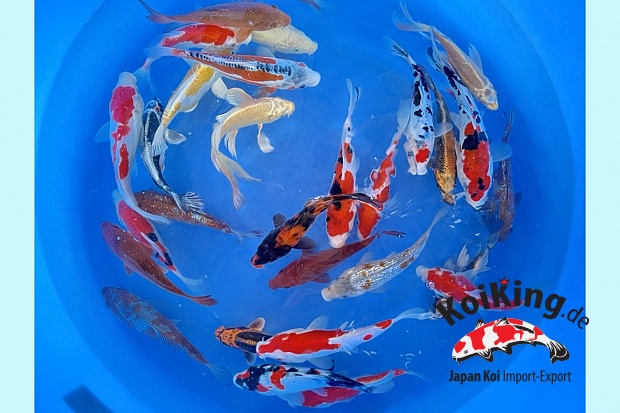 Small Nisai All Mix Many Varieties including Hillenaga 20-25 cm (Sample) 