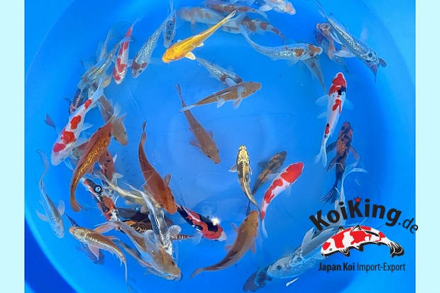 Small Nisai All Mix Many Varieties including Hillenaga (Sample) 