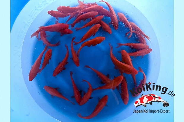 Tosai Benigoi : 15-18 cm (Sample)