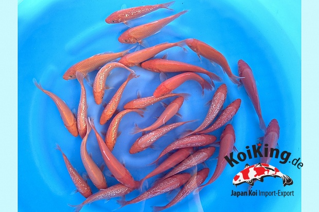 Tosai Benigoi Mix : 15-18 cm (Sample)