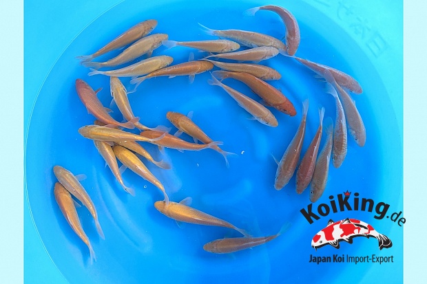 Tosai Karashigoi / Doitsu Karashigoi Mix : 15-18 cm (Sample)