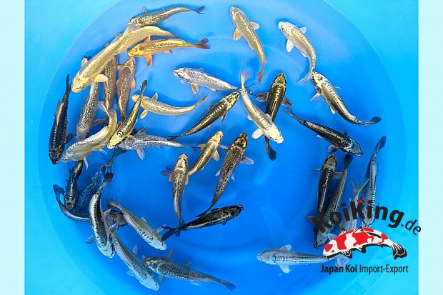 Tosai Kawari Mix : 15-18 cm (Sample)