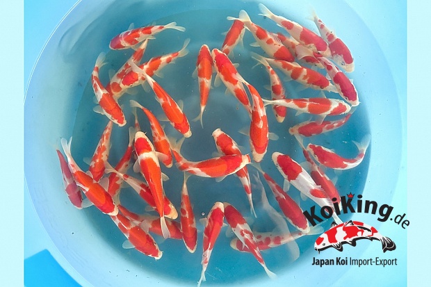 Tosai Kohaku (Kinsen Blood line) : 14-18 cm (Sample)
