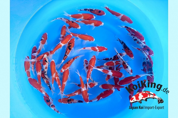 Tosai Kohaku Sanke Mix : 15-18 cm (Sample)