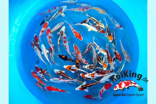 Tosai Mix 14-17 cm (Sample)