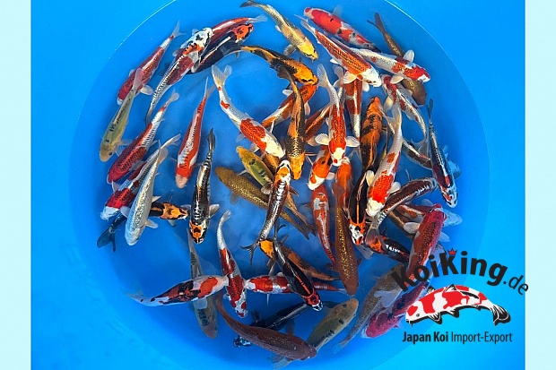 Tosai Mix 18-23 cm (Limited Only 3 Boxes Available) 
