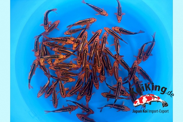 Tosai Mizuho Ogon : 15-18 cm (Sample)