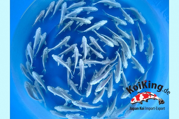 Tosai Platinum  11-14 cm (Sample) 