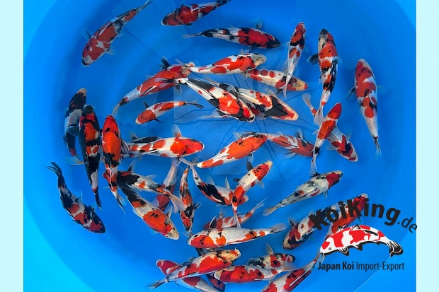 Tosai Showa x 30pcs (Breeder's Choice) 3 Boxes Available 