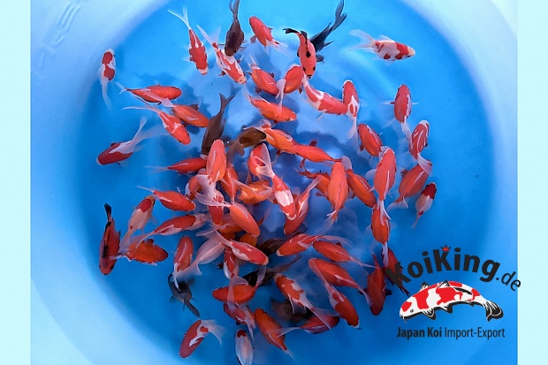 Tosai Tamasaba and Kawari Mix : 7-10 cm (Sample)