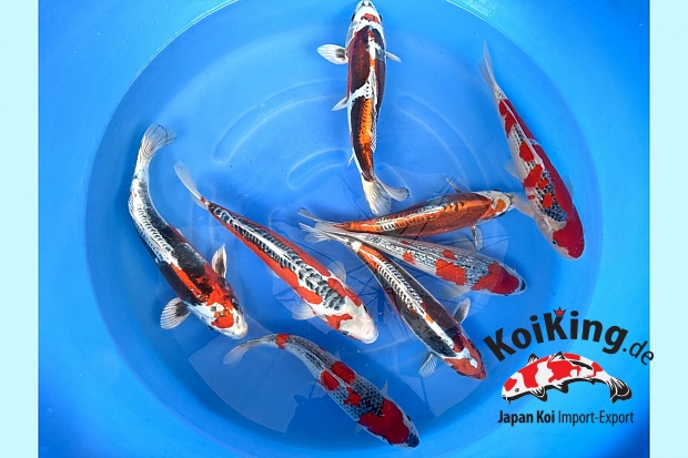 WYSIWYG 2sai Mix Selected 30-36 cm x 8pcs : Beni-Kikokuryu, Goshiki, GR Goshiki and  Shusui