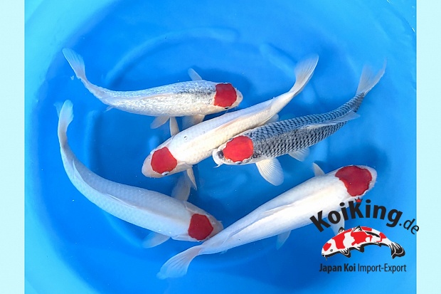 WYSIWYG 2sai Selected x 5pcs : Tancho, Tancho Goshiki, GR Tancho Goshiki