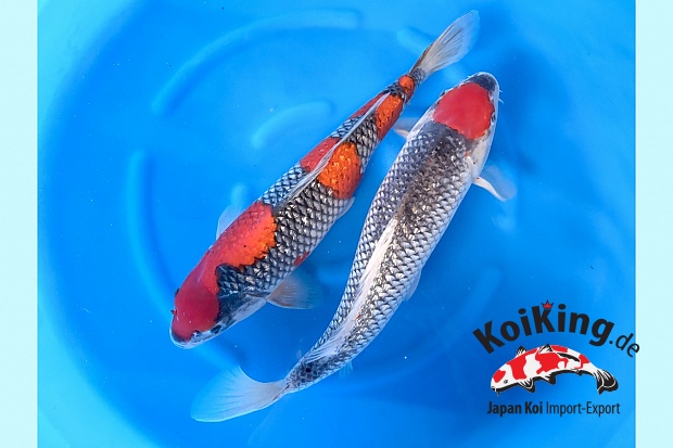 WYSIWYG 3sai Female Selected GR Goshiki, GR Tancho Goshiki with certificates