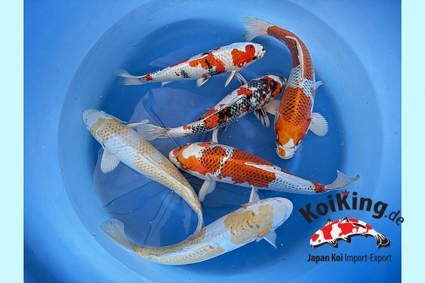 WYSIWYG Nisai female no guarantee, kin showa, kujaku, hariwake X6 pcs