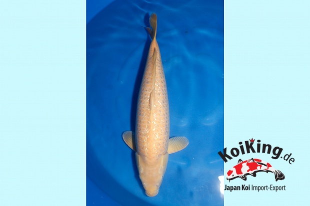 WYSIWYG Sansai Ginrin Karashigoi