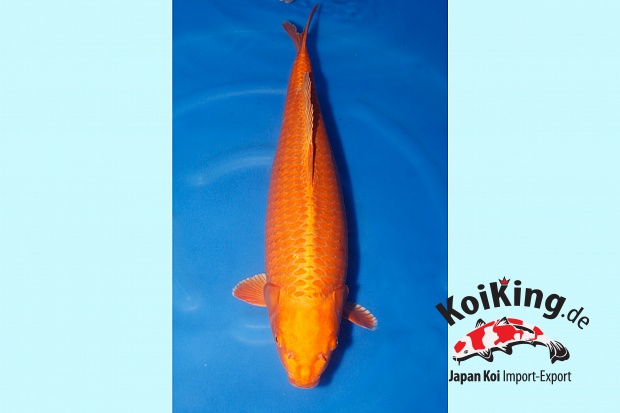 WYSIWYG Sansai Orenji Ogon