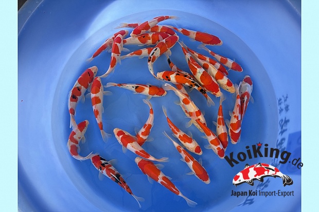 WYSIWYG Tosai kohaku + sanke selected 30 pcs