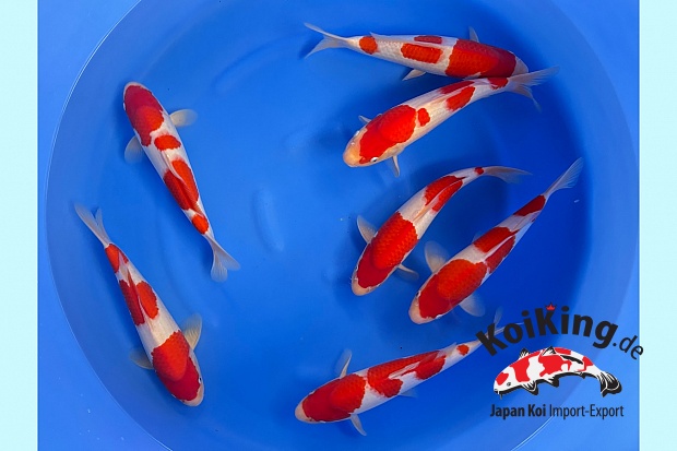 WYSIWYG Tosai tateshita kohaku male 7pcs (individual certificates)