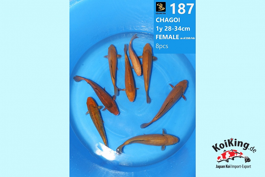 1Y Doitsu Chagoi / Wagoi Chagoi they grow big WYSIWYG 187