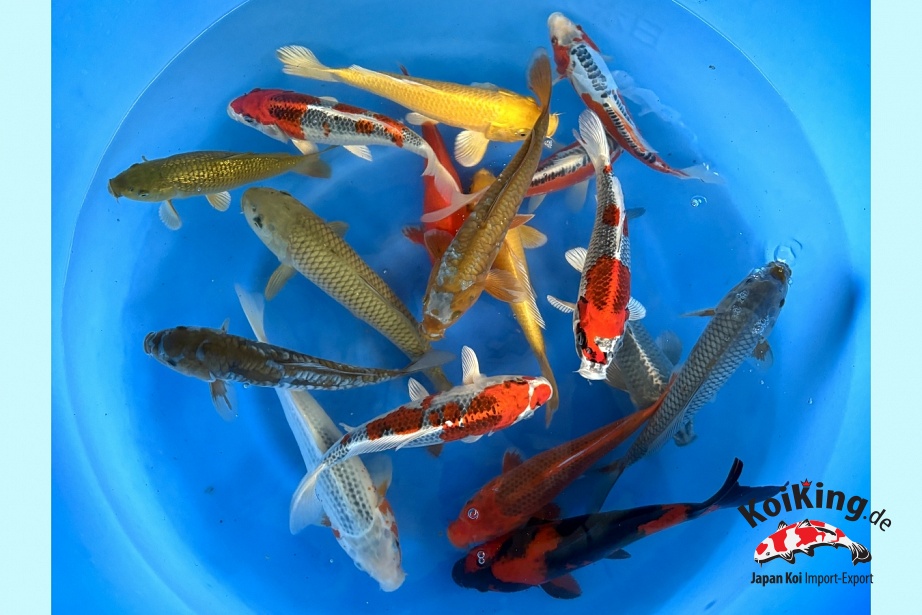 2sai Non Gosanke Mix (Breeder's Choice) MRSE-002