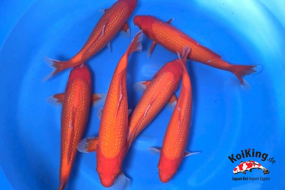 2Y Male Pearl Benigoi (Breeder's Choice) 3 Boxes Available  SKGC-001 
