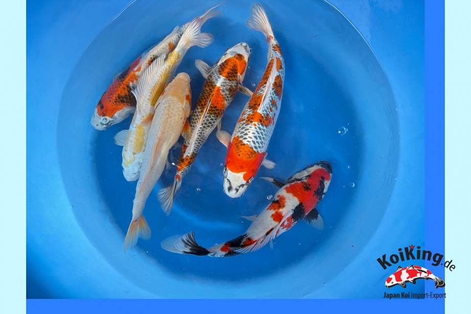 Tanaka nisai mix SATA-02