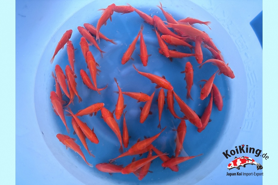 Tosai Benigoi : 13-15 cm (Sample) GENJ-004