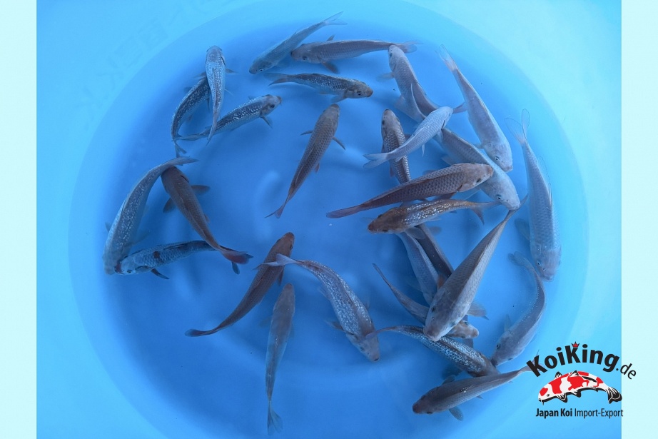 Tosai GR Chagoi / GR Soragoi / GR Ochiba Mix : 15-20 cm (Sample) MRSE-029